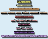Differentiation Model