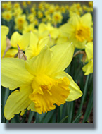 Daffodils at UVA